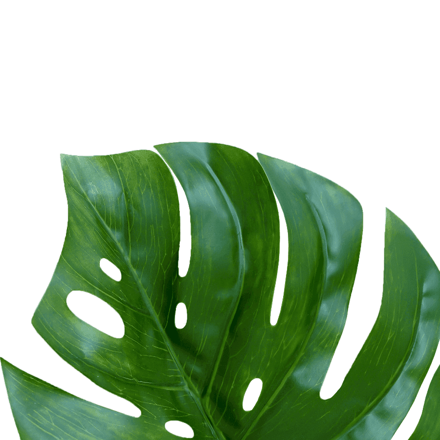 plante.png